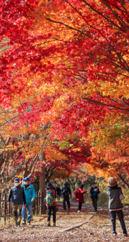 전라도 가을 여행지 추천 : 단풍으로 물든 힐링 코스 10선 (2025 최신판)