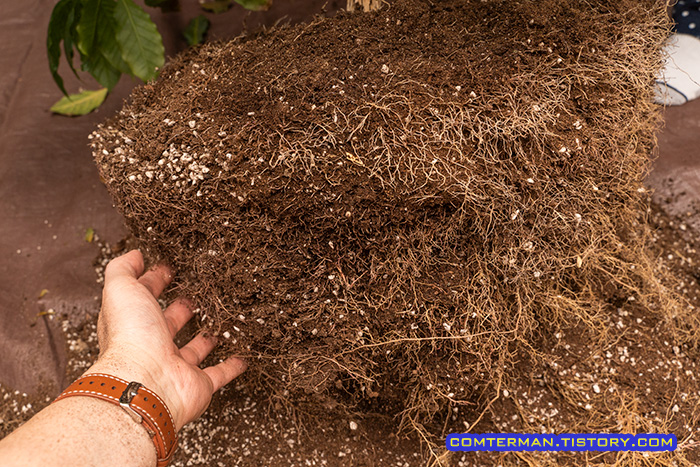 커피나무 잔뿌리 건강 상태