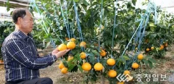 황금향 재배 개화기 관리 수분 수정 과실 비대_10