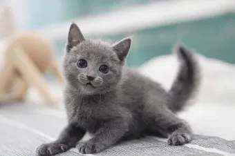 러시안블루 고양이 가격 믹스 수명 털빠짐_5