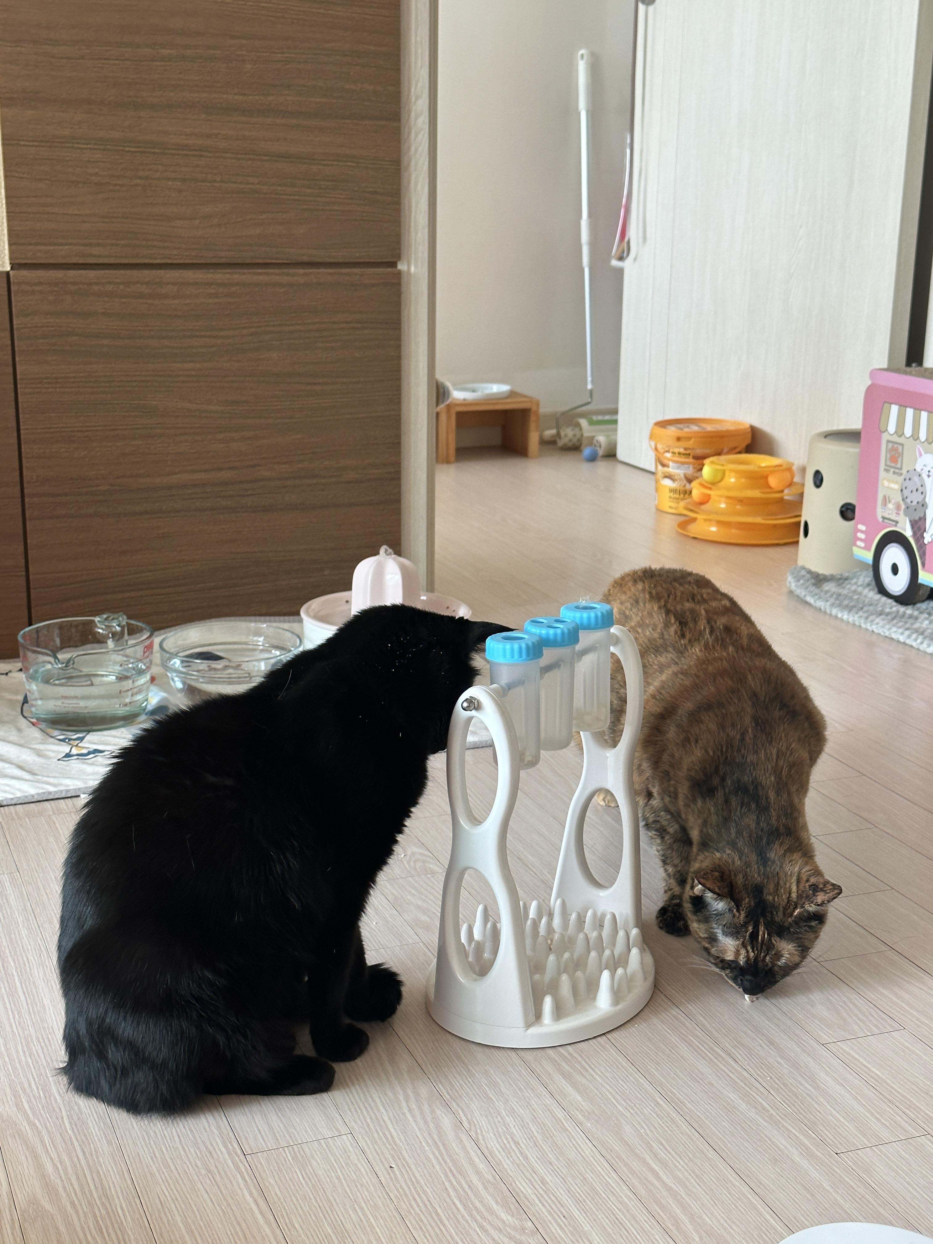 우리집 똑똑한 고양이 건이와 먹보 사랑이 (feat. 똑똑한 고양이를 둔 다묘집사의 고민)