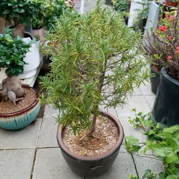 로즈마리 물주기 가지치기 환기관리 햇빛배치 주방 허브로 인기_3