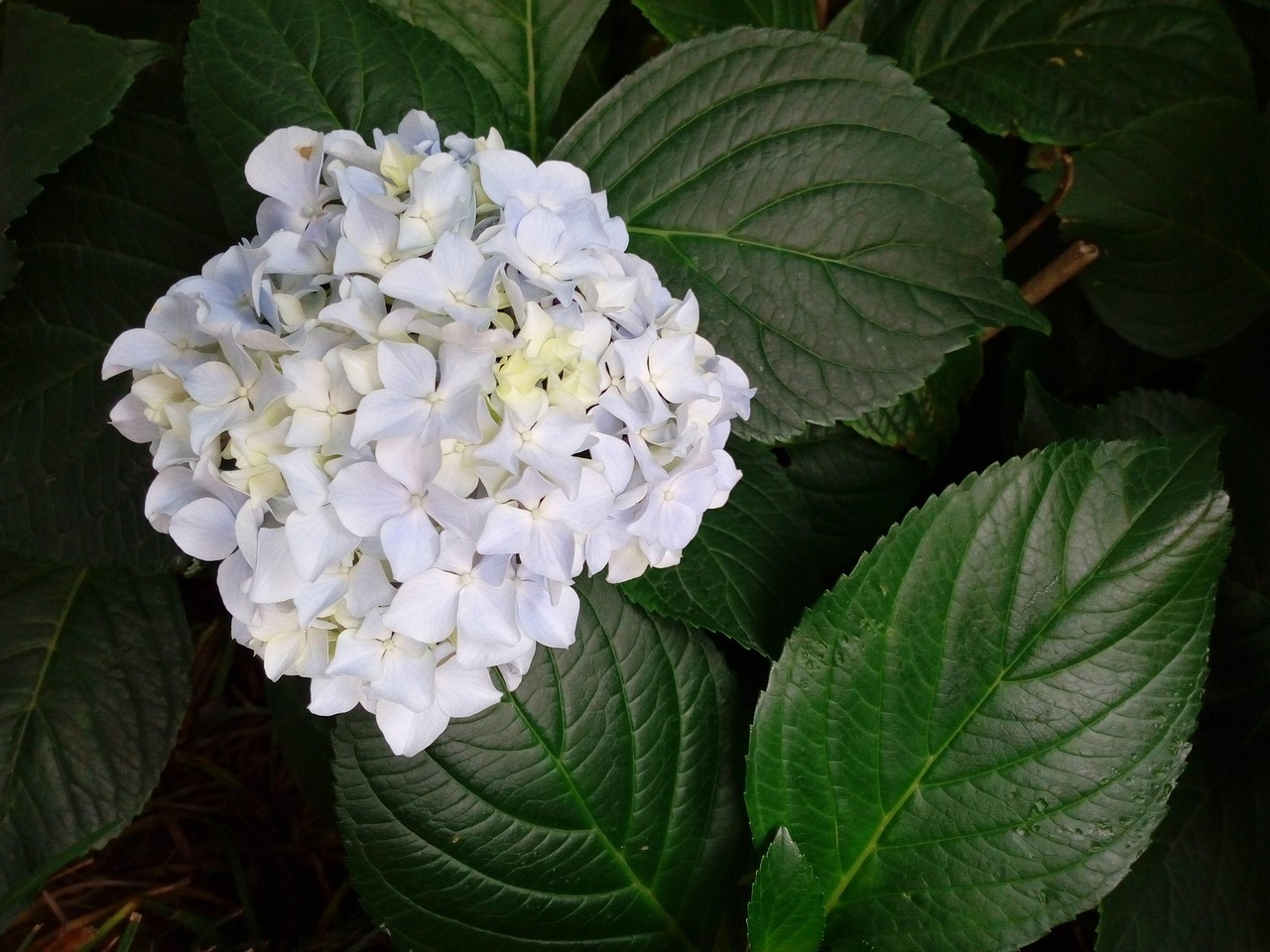 통영 이순신공원 수국 구경 주차