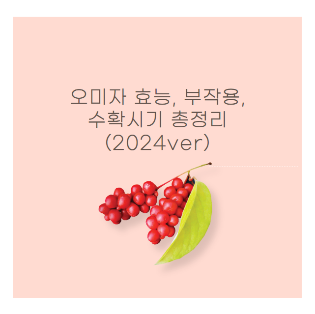 오미자 효능, 부작용, 수확시기 총정리 (2024ver)
메인 키워드