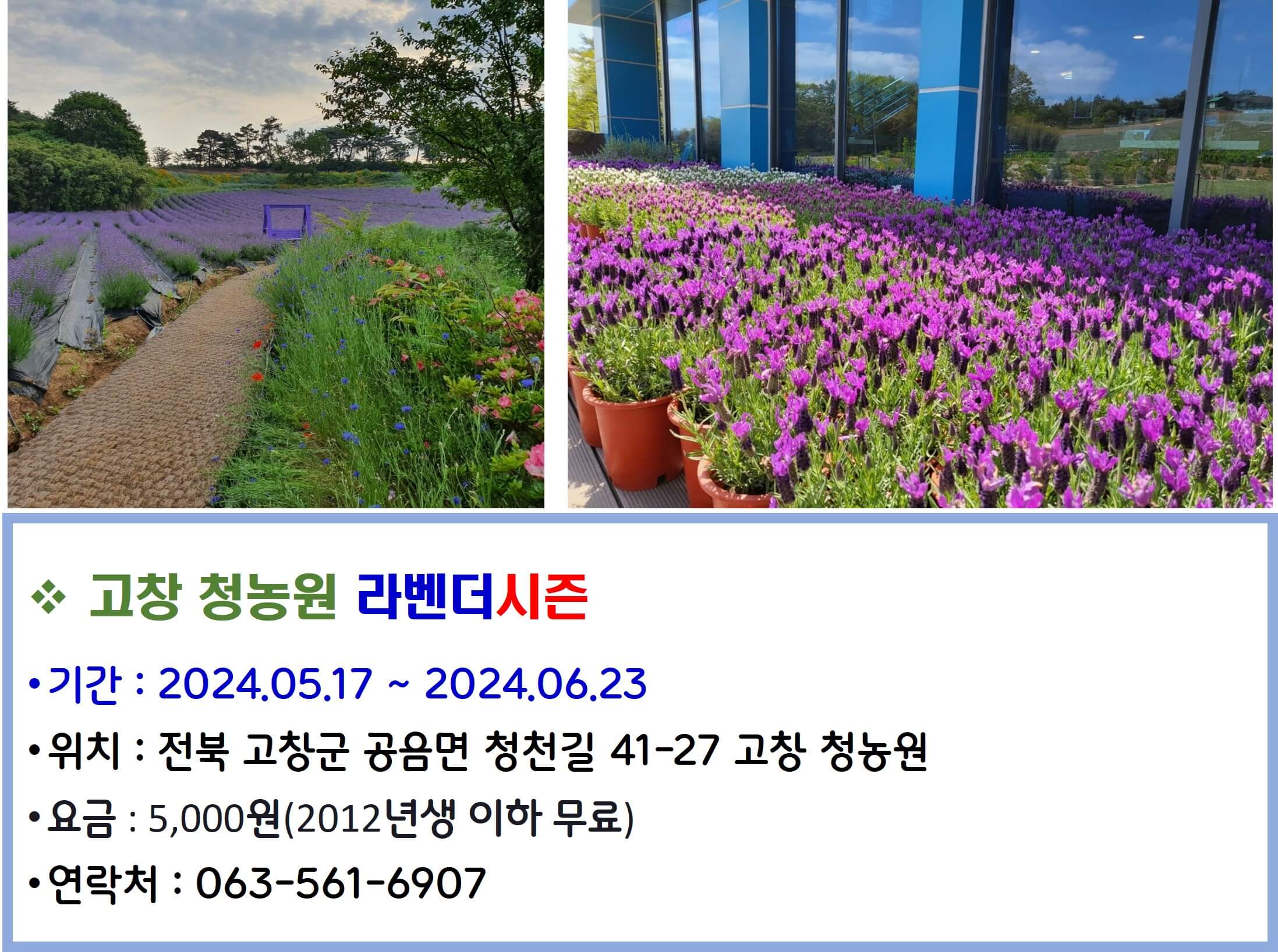 고창 청농원 라벤더시즌