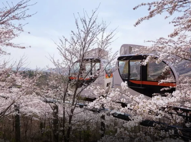 2026 화담숲 봄시즌 예약방법 시즌 기간 모노레일 입장료 꿀팁 정리