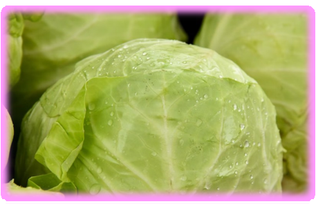 위염에 좋은 음식 양배추