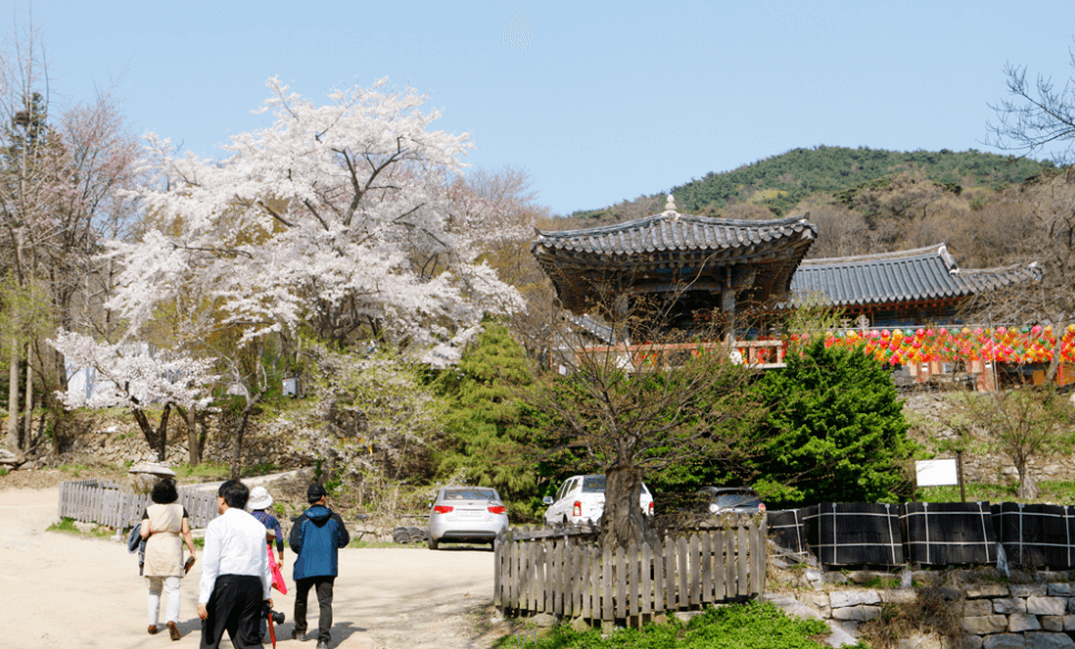 개심사 청벚꽃 개화시기