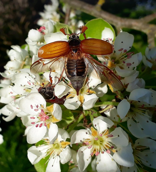 이번 주말은 나주 배꽃보러 가자(배꽃명소,지역특산물)