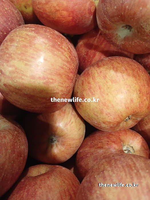 펙틴 성분이 당 흡수를 지연시키는 당뇨 좋은 음식 과일 사과 실물 사진