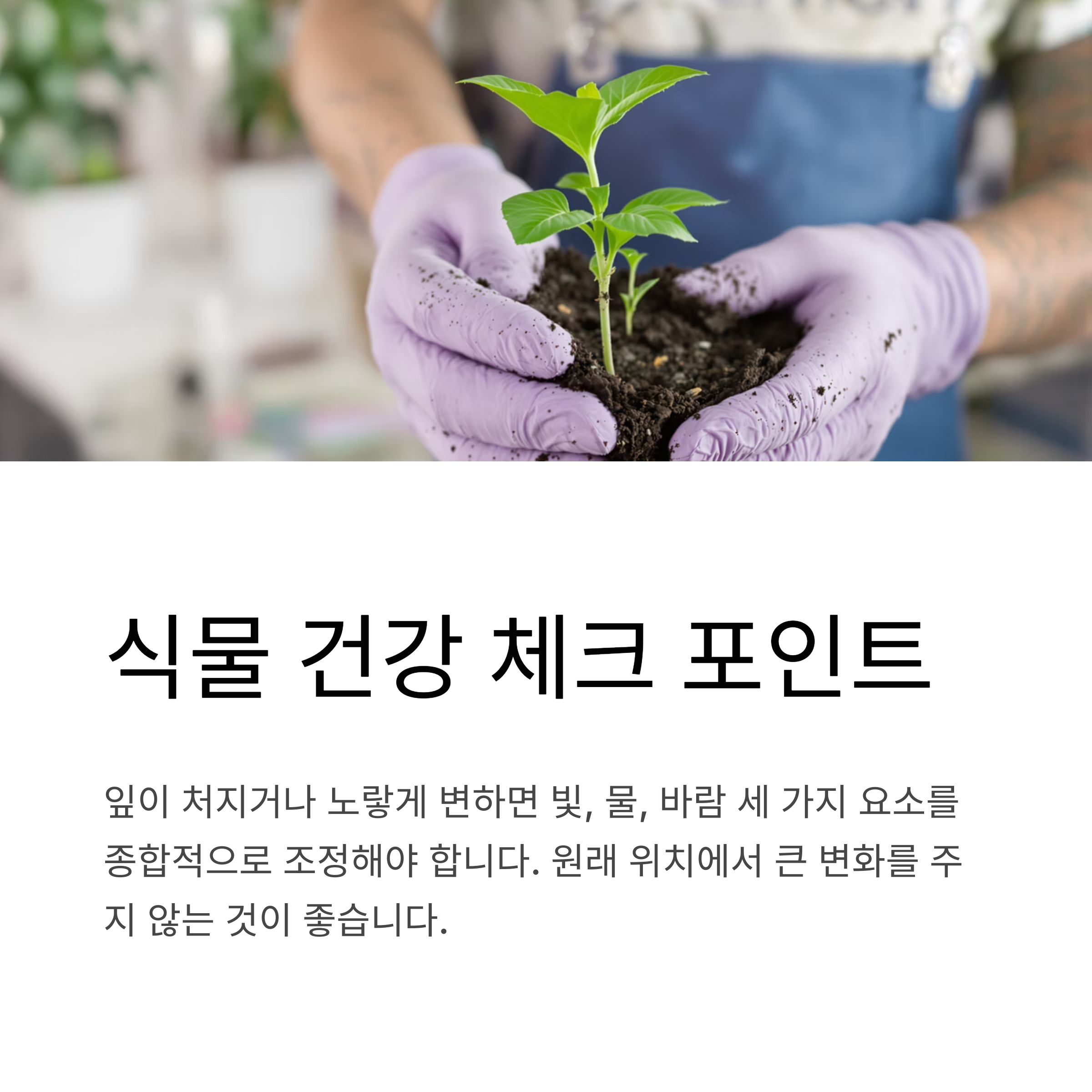 식물 건강 체크 포인트