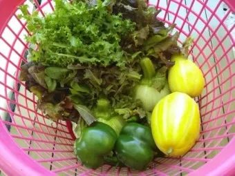 피망 재배 파종 시기 지주 설치 통풍 확보 병해 예방_9