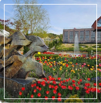 용인 자작나무숲 봄꽃축제 이미지 출처: 용인 자작나무숲