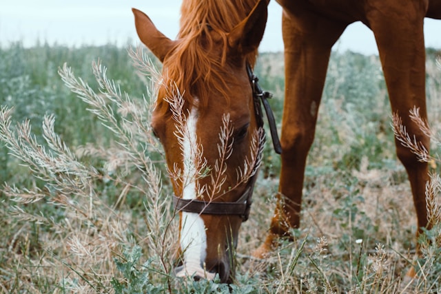 2026년 무슨해?병오년 의미와 붉은 말띠 특징