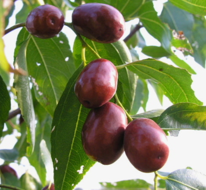 대추 효능과 부작용 고르는법 칼로리