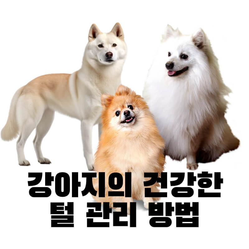 강아지의 건강한 털 관리 방법