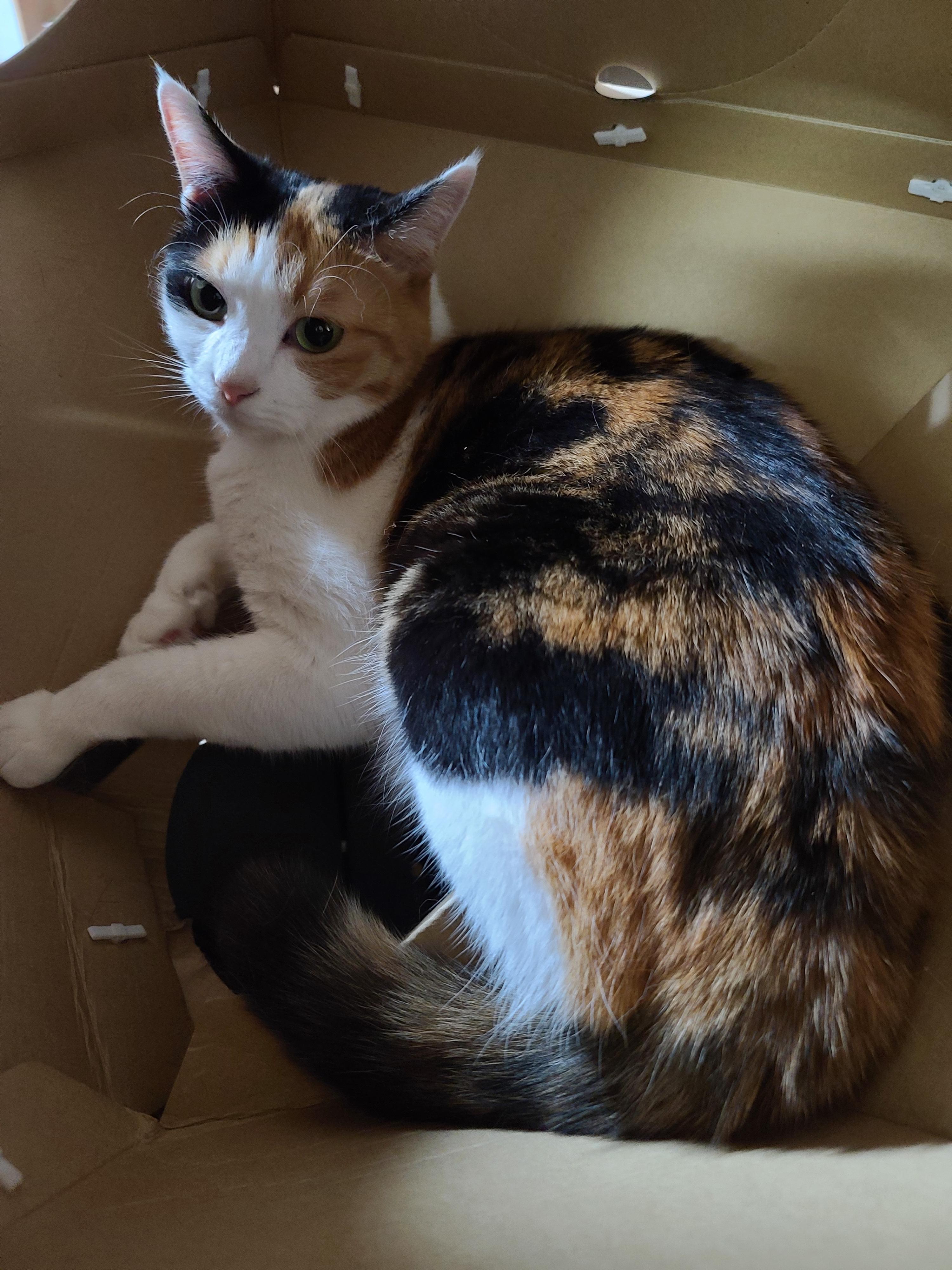 캣미로 꼭대기층 안의 예쁜 삼색이 고양이 요미