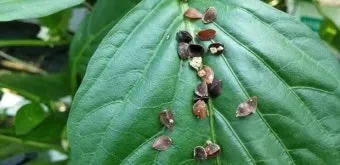 병해충 천적 활용 무당벌레 기생벌 끈끈이트랩 친환경 방제_21