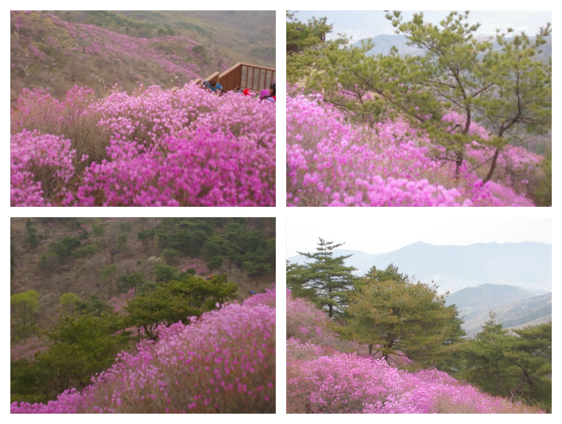봄 고려산