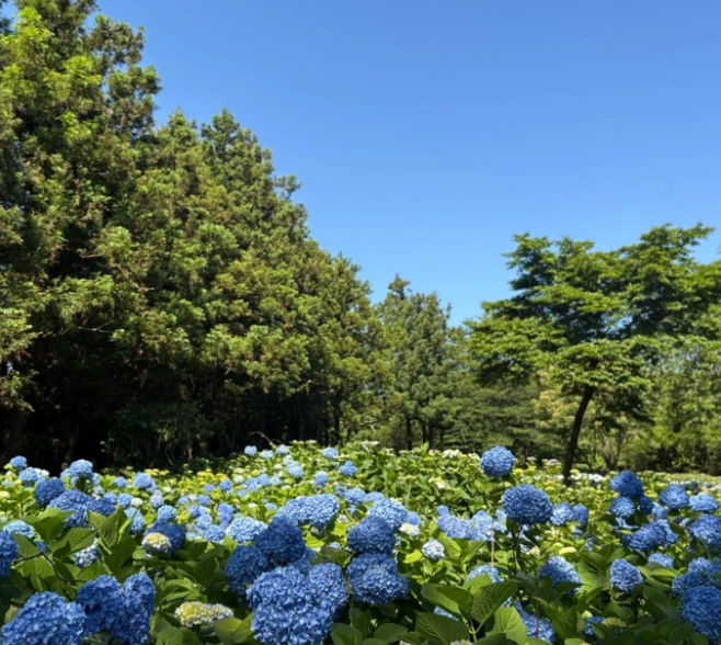 2025 보롬왓 수국정원 축제! 제주에서 만나는 수국 명소(5.30~7.13)