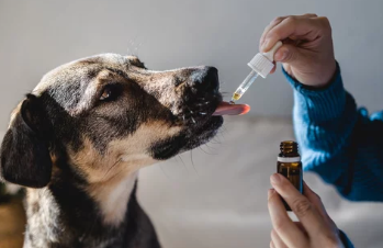 강아지/출처:어도비스톡