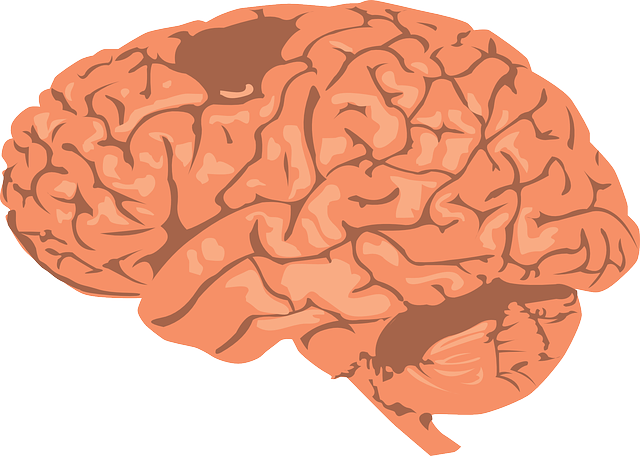 뇌의 신경 보호 메커니즘: 뇌를 보호하는 신경 방어 시스템