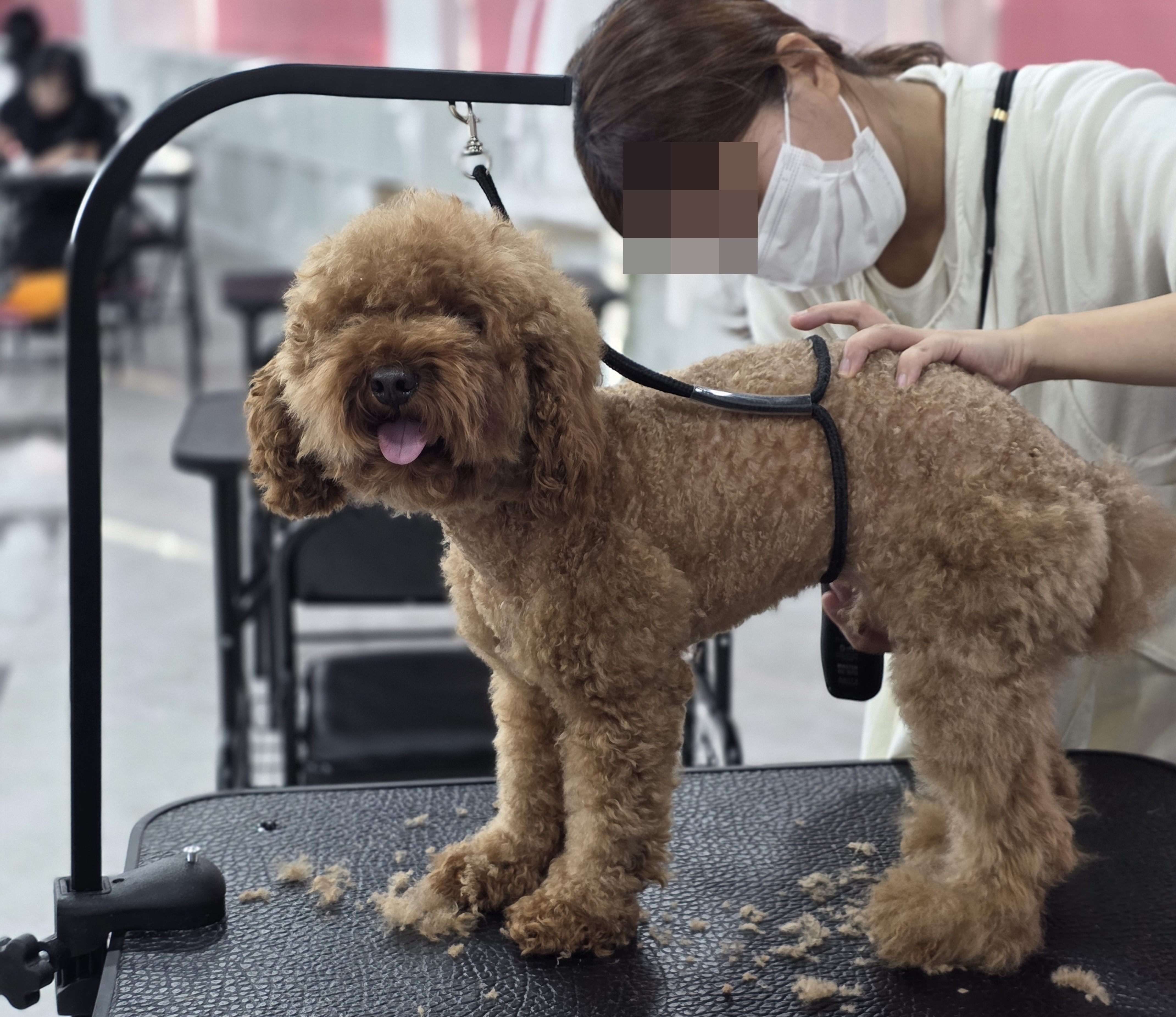 부산진구애견미용학원