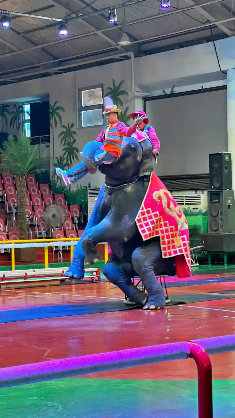 코끼리 묘기 사진 입니다. 조련사를 쉽게 들어서 힘이 쌘 것을 보여줍니다.