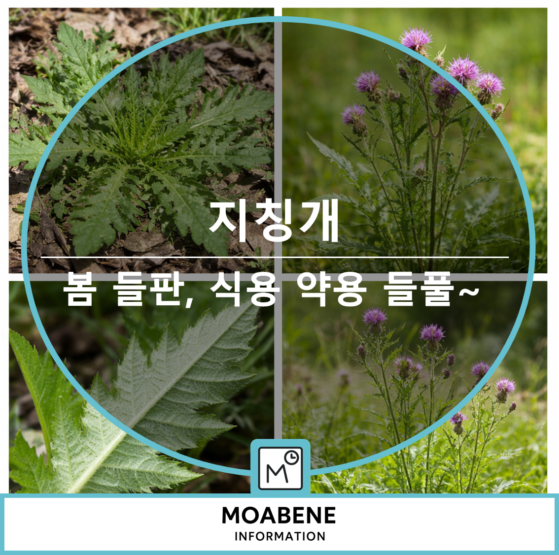 지칭개, 봄 들판에서 만나는 식용&middot;약용 들풀의 특징과 활용법