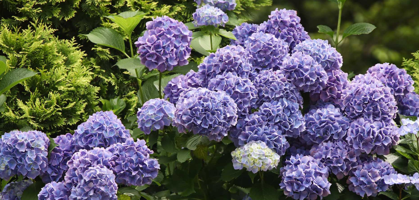 특색 있고 아름다운 민간 정원 30선 추천 여행 - 14. 고성 그레이스 정원