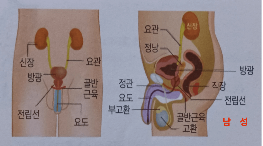 남성 전립선