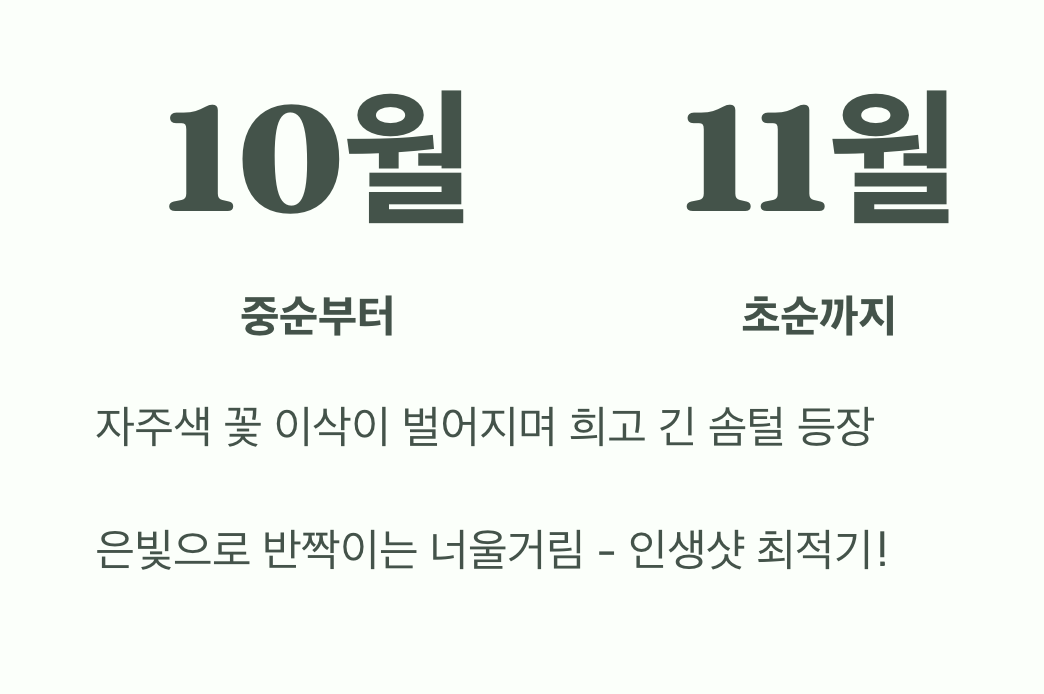 은빛 물결이 절정에 이르는 순간