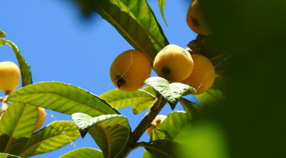 lanquat