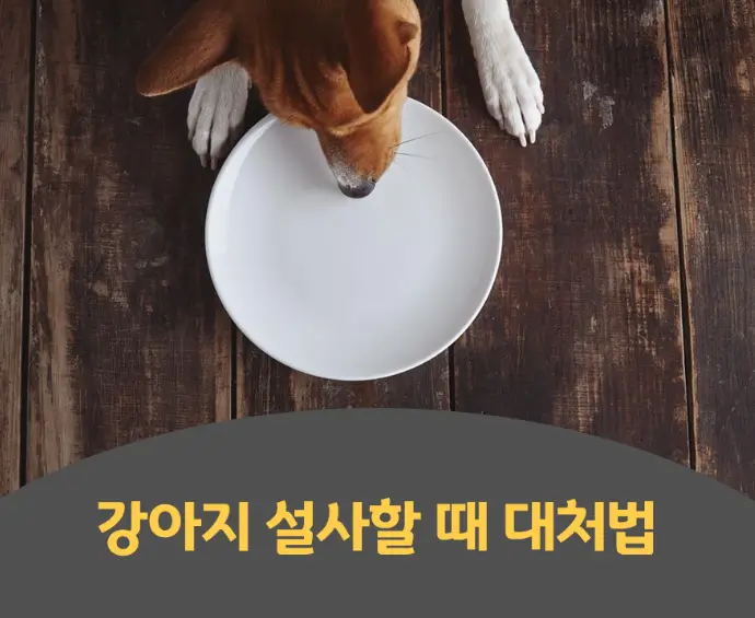 강아지 설사할때 대처법