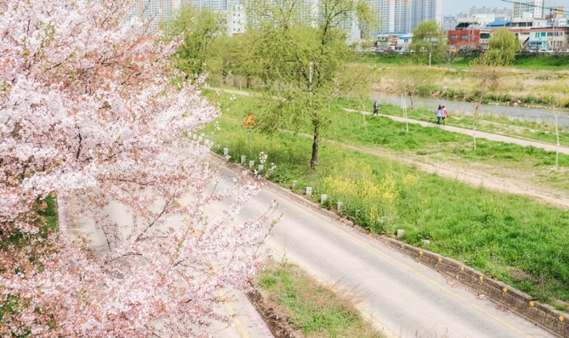 벚꽃 개화시기 2023