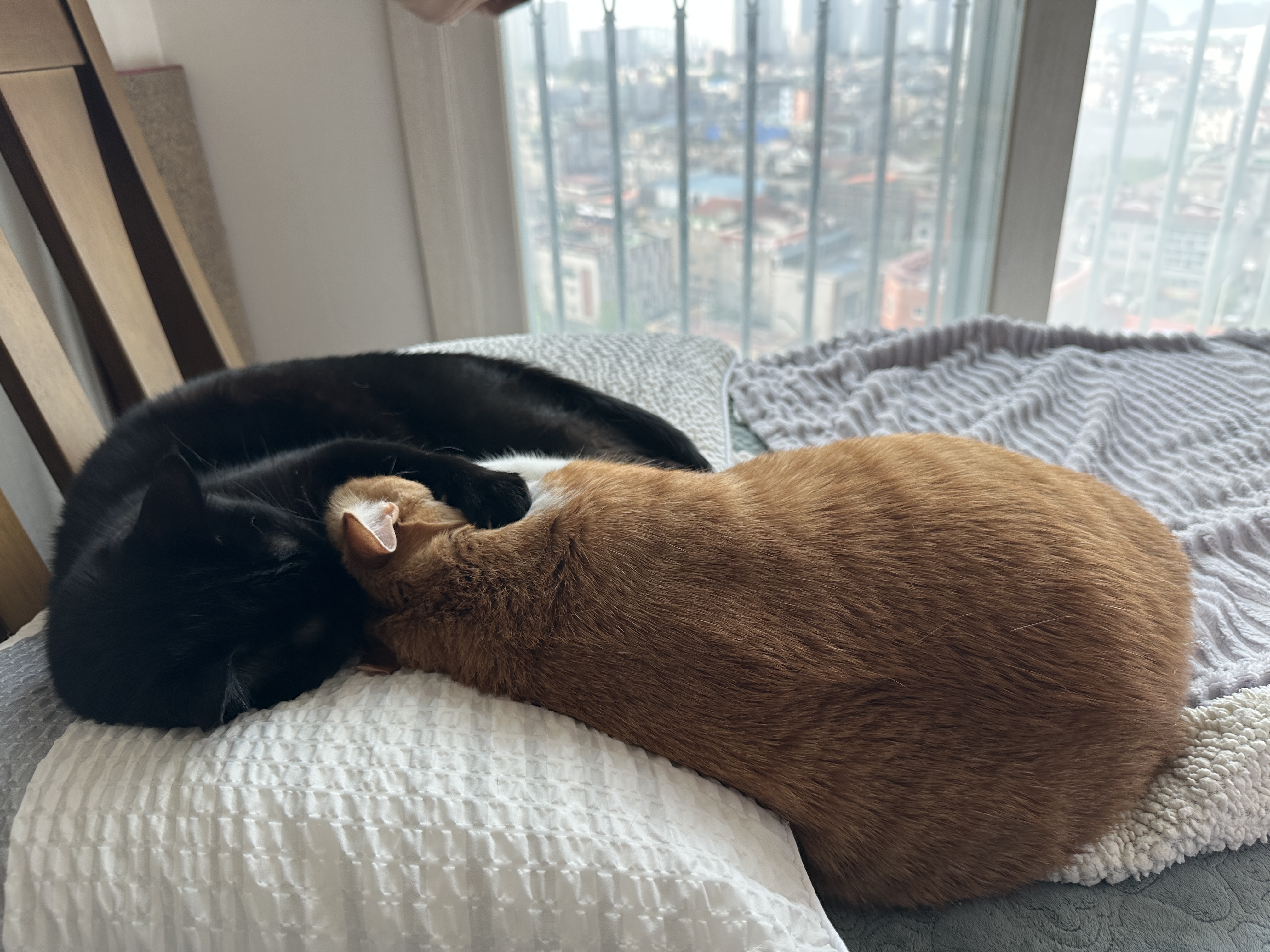 다정하게 끌어안고 자는 고양이들 (feat. 올블랙 건이와 치즈냥이 호야)
