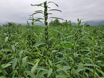 참깨 효능 파종 수확 보관 씻는 법까지 먹는 방법 총정리_14