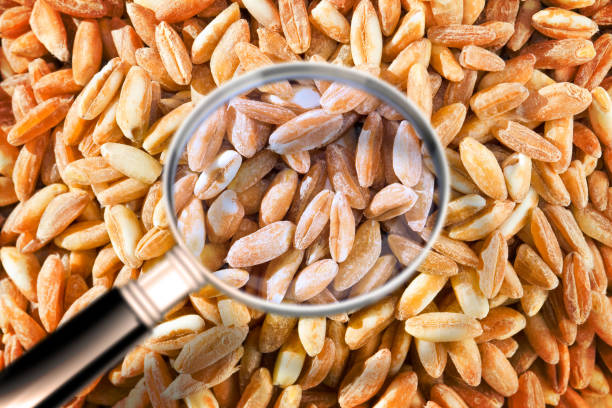 카무트효소 효능