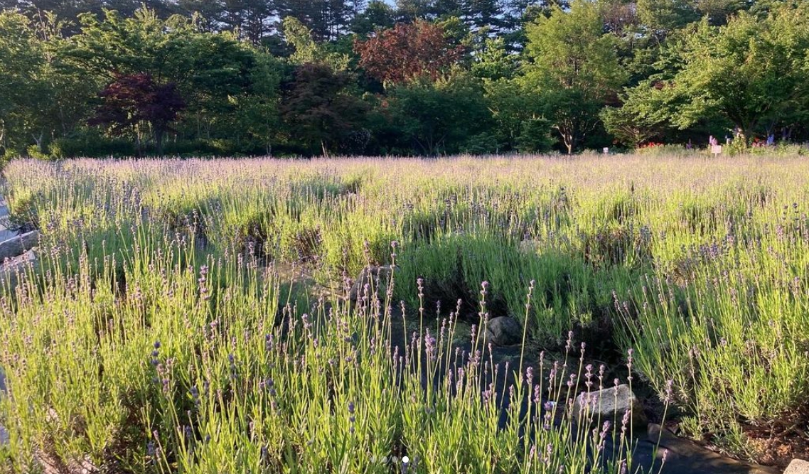 하늬팜 라벤더축제 개화상황