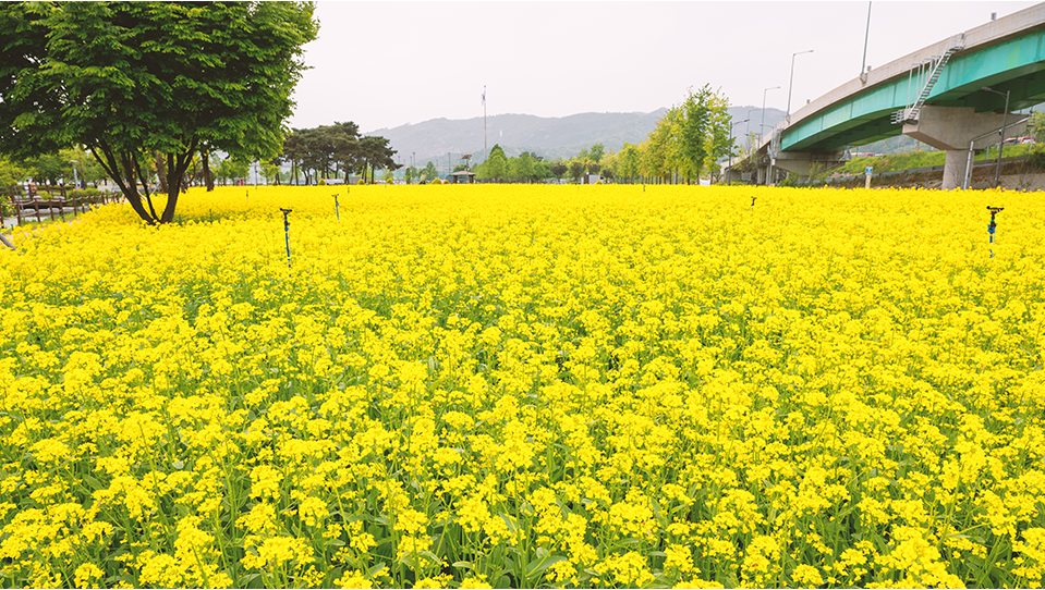 2023.유채꽃 한강예술제.2023년.입장료.가는길.주차장.일정.총정리