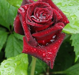 고백데이 날짜 총정리