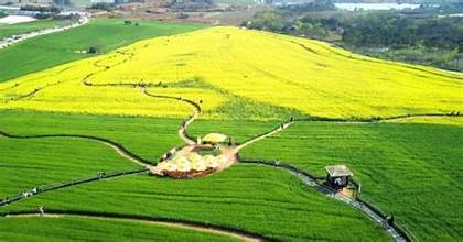 초록물결 음악노트 고창 청보리밭 축제여는 고창청보리밭축제위원회