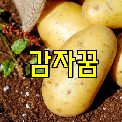 감자꿈