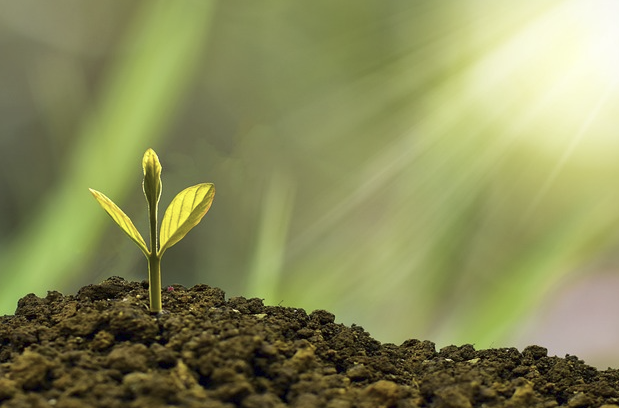 민생생활지원금이 필요한 이들에게 희망을 주는 의미의 새싹 이미지