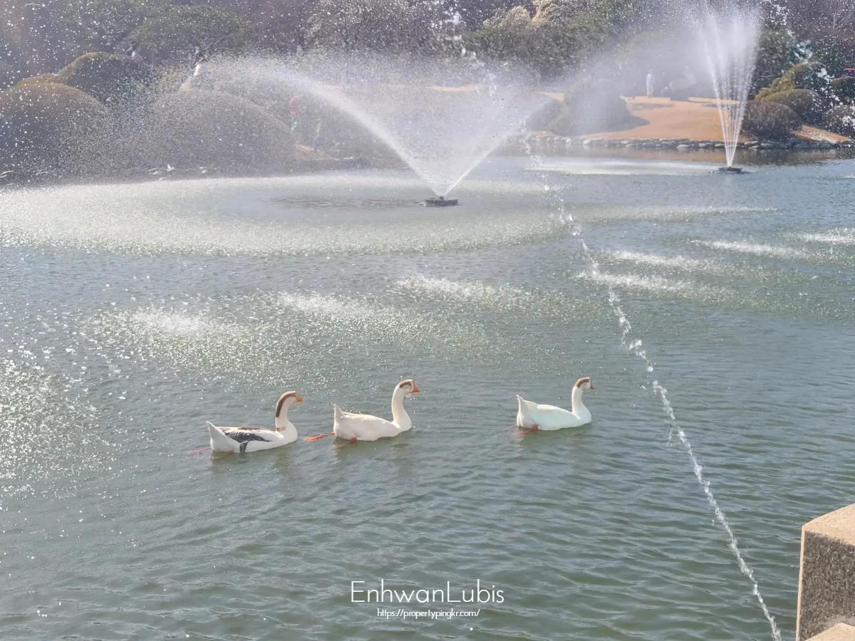 분수가-나오는-연못-위에-3마리의-거위들
