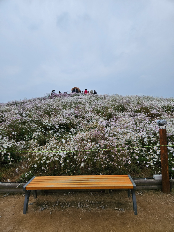 나리공원의 가을 꽃 축제2