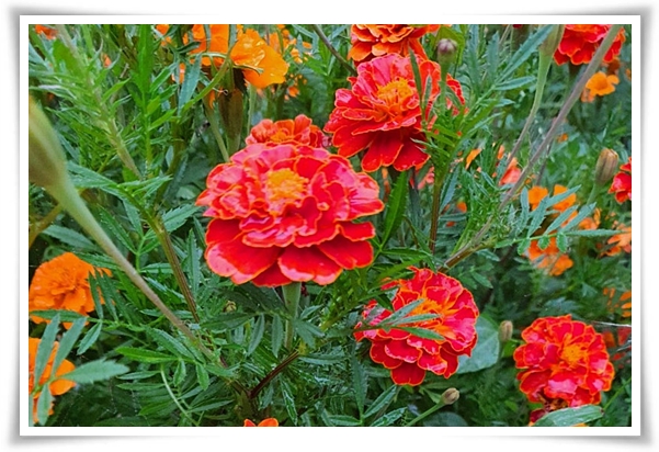 화초 "메리골드(금잔화)" 가을 정원에 황금빛 행복을 심어 보세요!