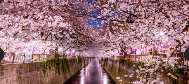 2026 벚꽃 개화시기 전국 지도 확인 및 서울 경주 진해 벚꽃 축제 명소 구경하기 좋은 곳 추천