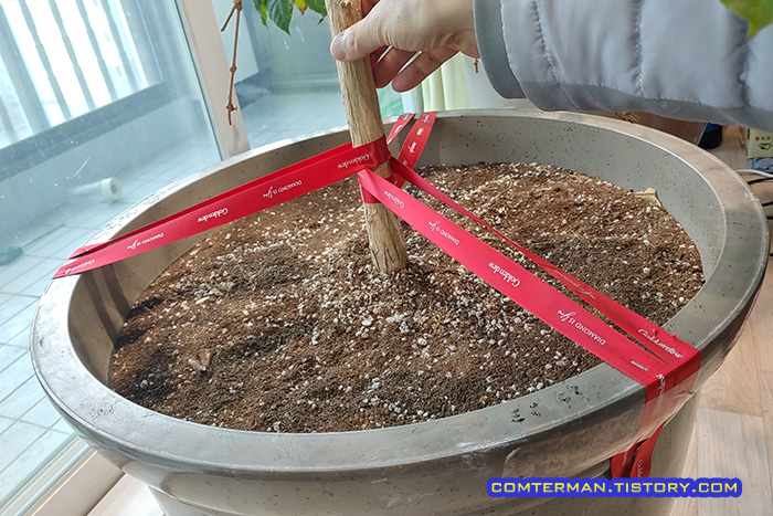 대형화분 나무 고정 방법