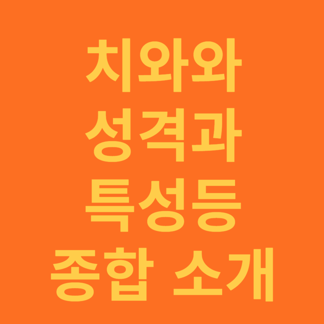 치와와 성격 및 특성 종합 소개